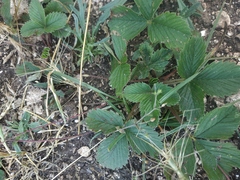 Fragaria viridis