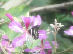 Battus polydamas