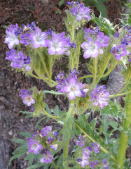 Phacelia franklinii