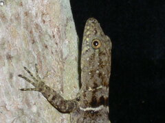 Gonatodes concinnatus
