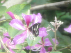 Battus polydamas