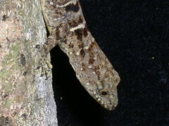 Gonatodes concinnatus