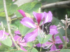 Battus polydamas