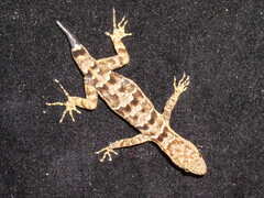 Gonatodes concinnatus