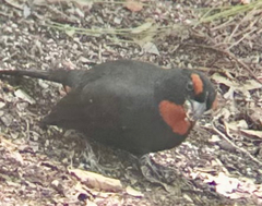 Melopyrrha violacea