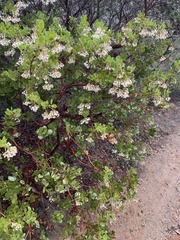 Arctostaphylos insularis