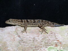 Gonatodes concinnatus