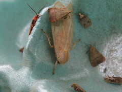 Halysidota tessellaris