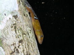 Gonatodes concinnatus