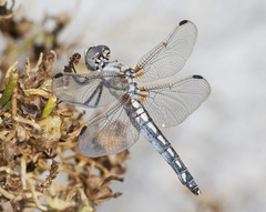 Libellula composita