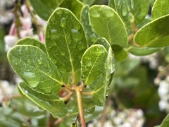 Arctostaphylos insularis