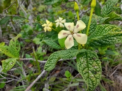 Tocoyena bullata
