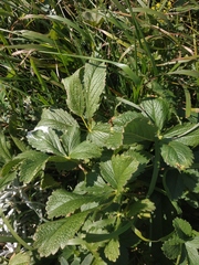 Potentilla umbrosa
