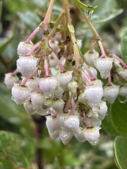 Arctostaphylos insularis