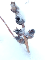 Rabdophaga strobiloides