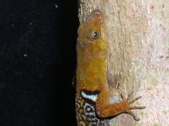 Gonatodes concinnatus