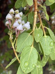 Arctostaphylos insularis