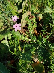 Erodium botrys