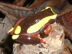 Dendropsophus leucophyllatus