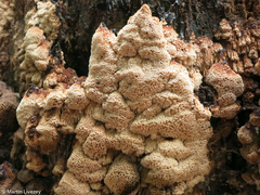 Antrodia heteromorpha