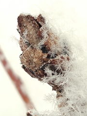 Rabdophaga strobiloides