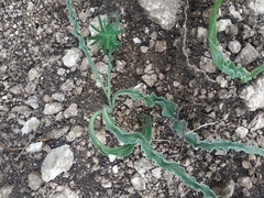 Takhtajaniantha crispa