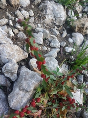 Blitum virgatum