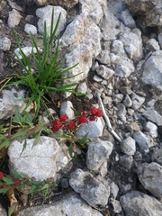 Blitum virgatum