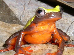 Dendropsophus leucophyllatus