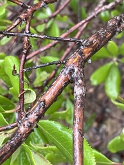 Comarostaphylis diversifolia planifolia