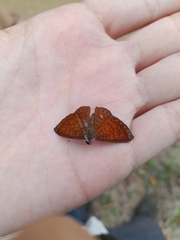 Metacharis ptolomaeus