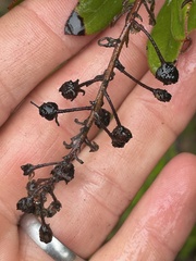 Comarostaphylis diversifolia planifolia