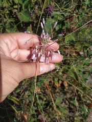 Allium paniculatum