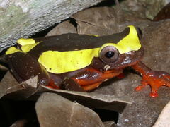 Dendropsophus leucophyllatus