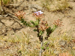 Junellia seriphioides