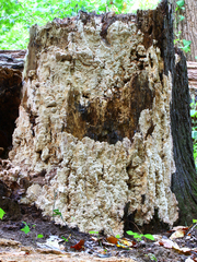 Antrodia heteromorpha