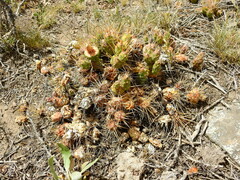 Maihueniopsis ovata