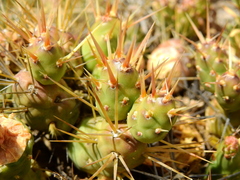 Maihueniopsis ovata