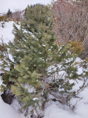 Picea schrenkiana