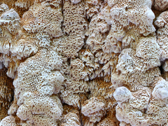 Antrodia heteromorpha