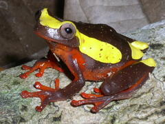 Dendropsophus leucophyllatus