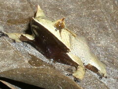 Hemiphractus scutatus