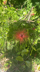 Calliandra haematocephala