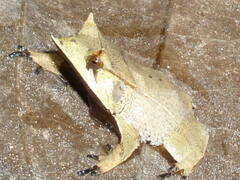 Hemiphractus scutatus