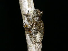 Dendropsophus parviceps