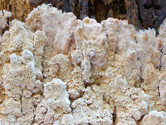 Antrodia heteromorpha