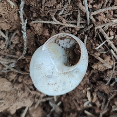Helix lucorum