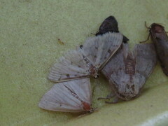 Blepharomastix ranalis