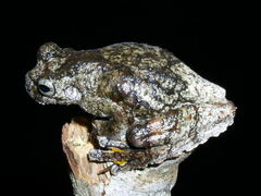 Dendropsophus parviceps
