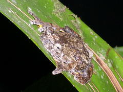 Dendropsophus parviceps